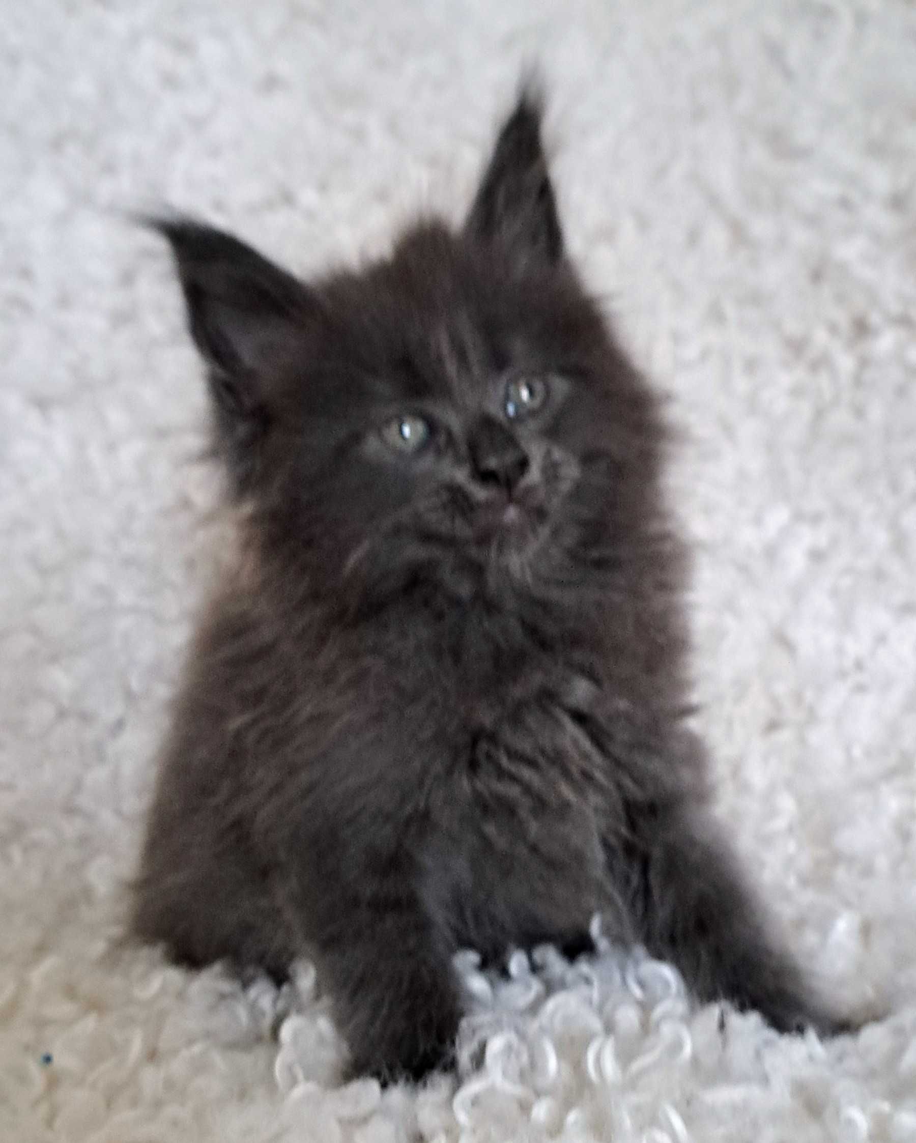 Puchaty pieszczoch Maine Coon