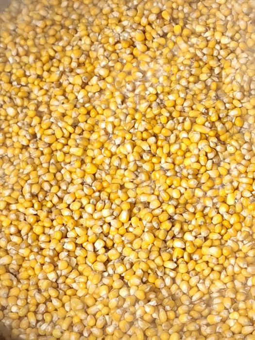 Kukurydza Gotowana 24kg