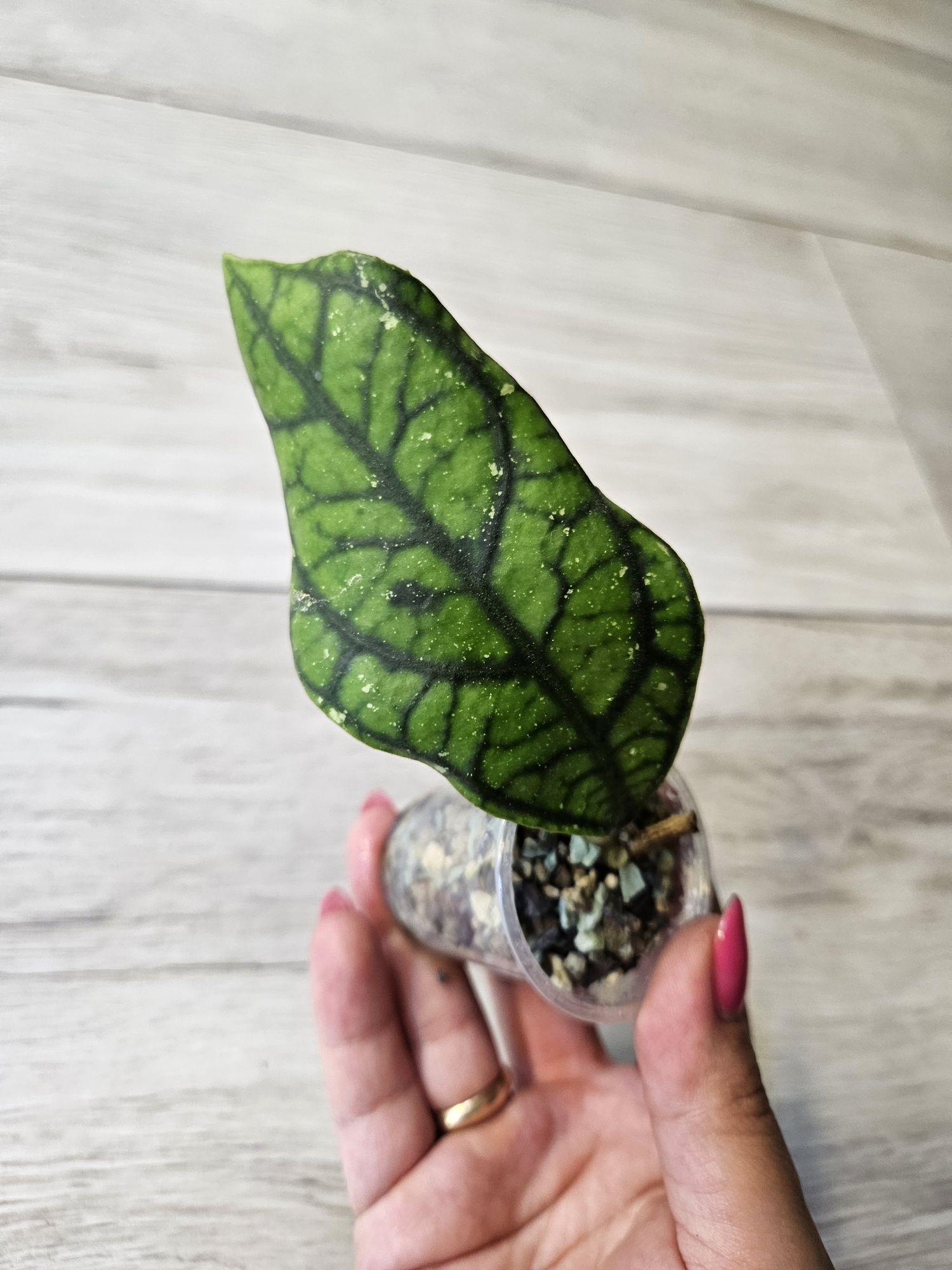 Hoya callistophylla Vena