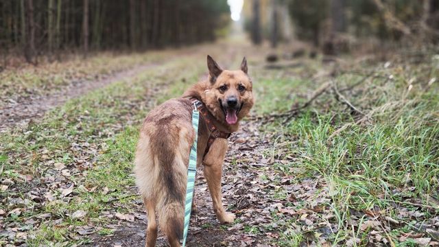 Proszę uratuj Hutnika który jest przerażony schroniskiem