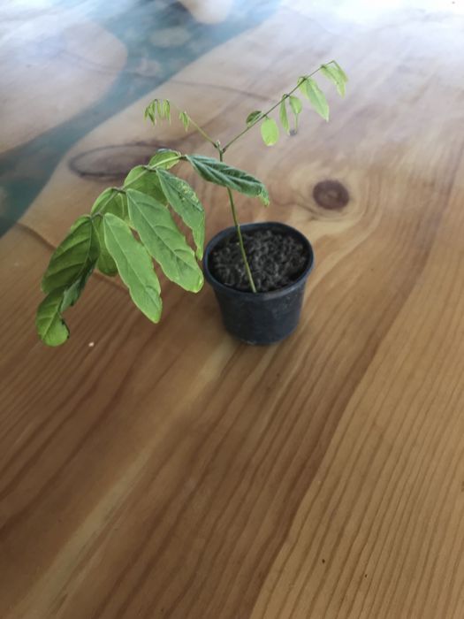 Гліцинія блідо-фіолетова