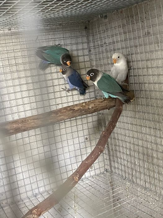 Personatas e nigrigennis