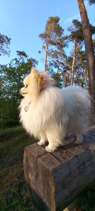 Померанський шпіц для в'язки