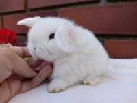 Mini lop, królik miaturka, króliczek baranek, karzełek