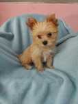 TEODOR piękny piesek Golddust Yorkshire terrier