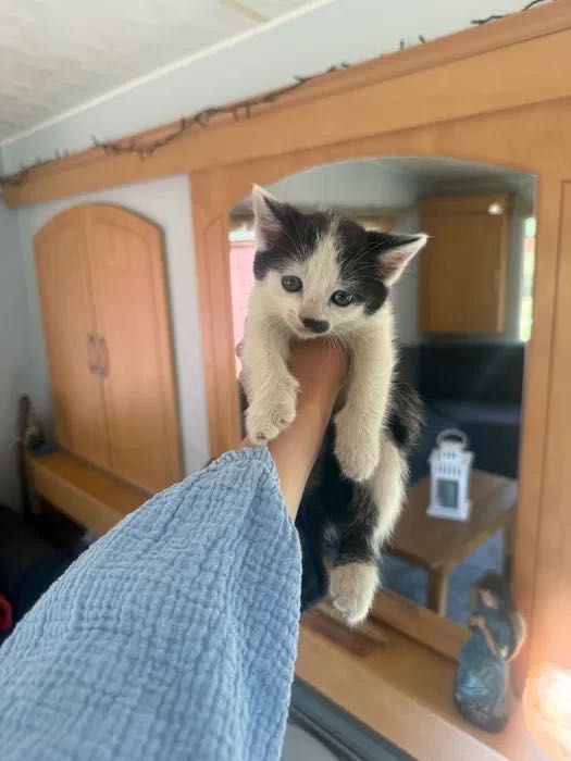 Koty 2 miesiące Muniek, Klusek i Filemon do adopcji