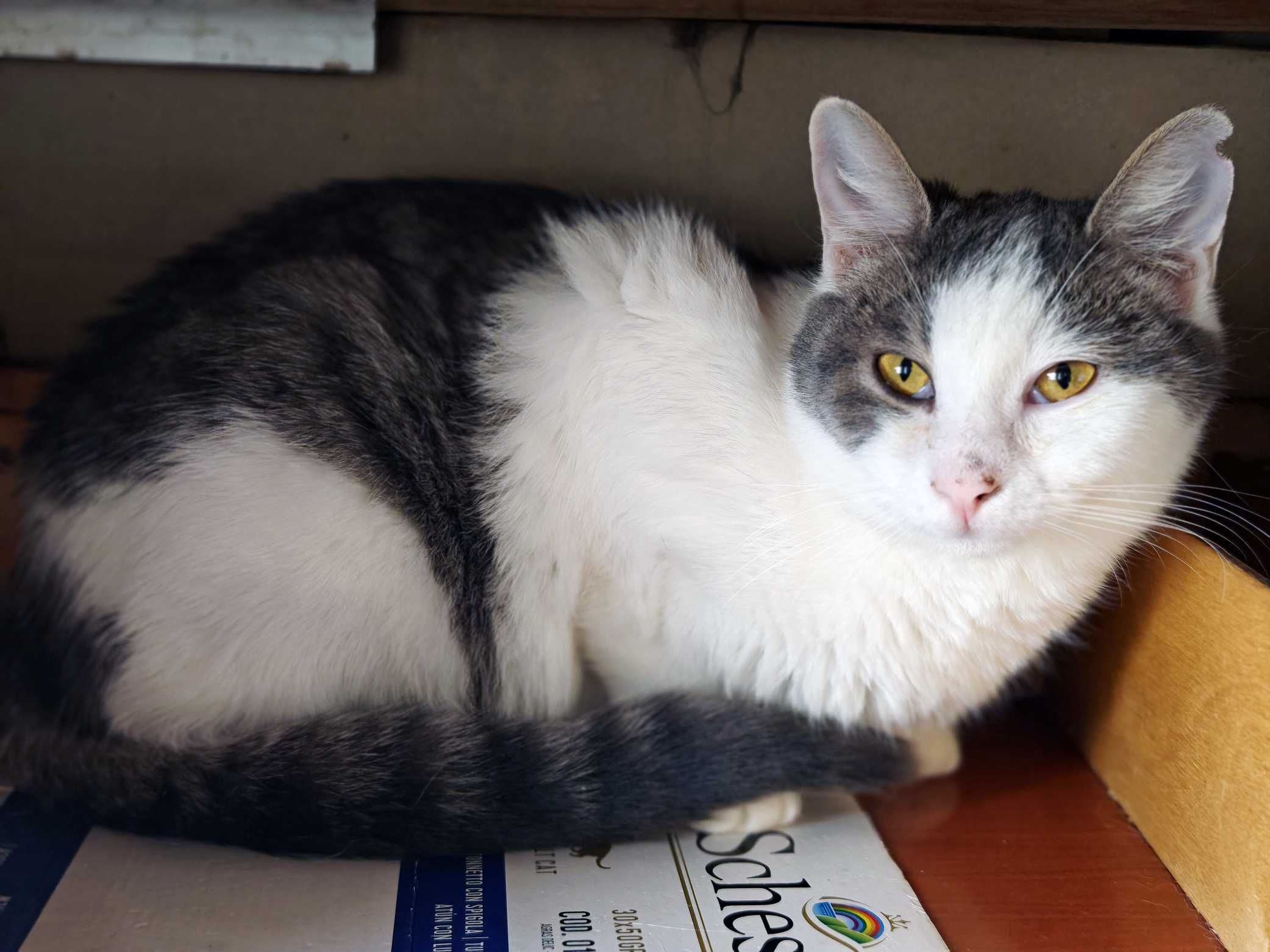 Фанні 1 рік, шукає сім`ю, кот коти котенок кіт котики кішка котик