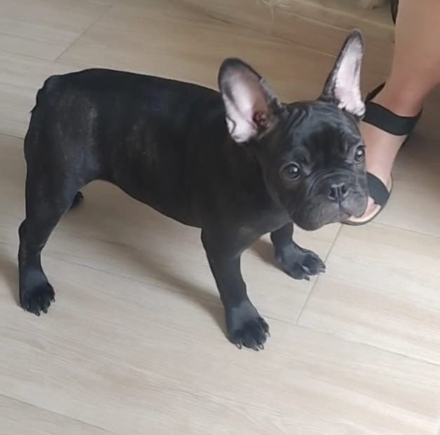 Bulldog francês   femea.