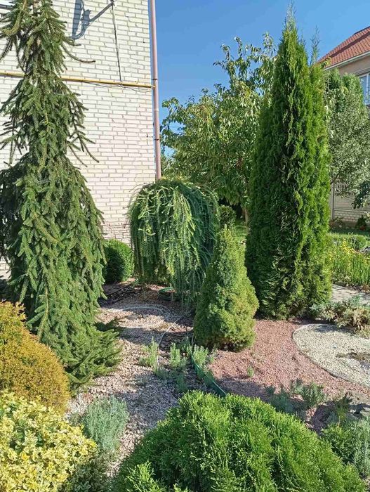 Гортензії , різні зелені насадження.