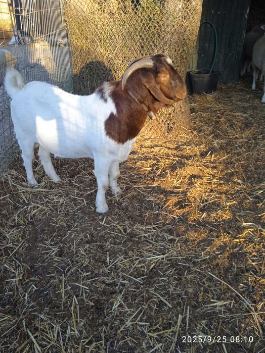 Cabrito Boer macho