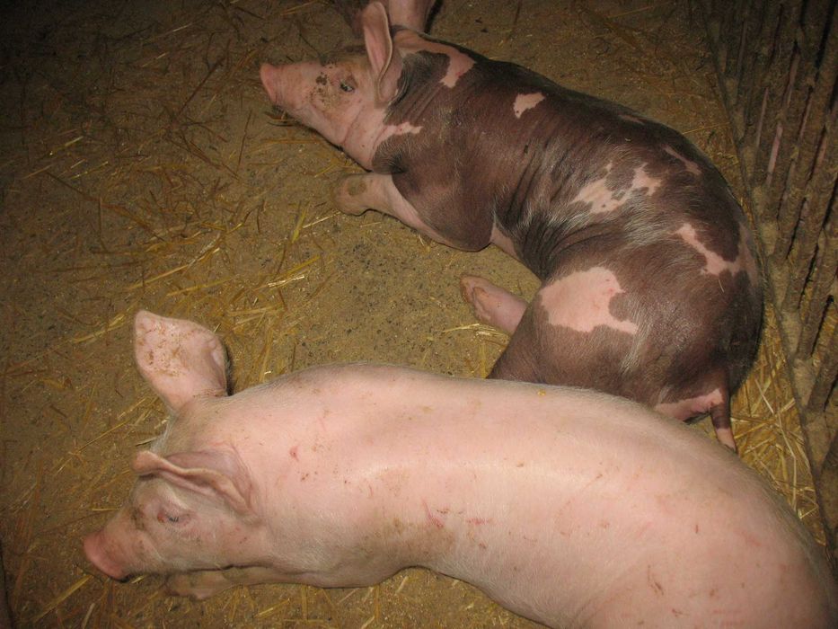 подам поросят мясноі породи