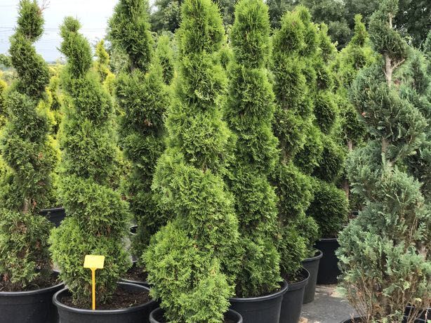 Bonsai Drzewa Formowane Spirala Szmaragd Wys. 180 cm Cena 350 zł