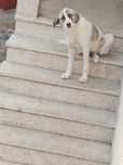 Cão de gado transmontano - fêmea