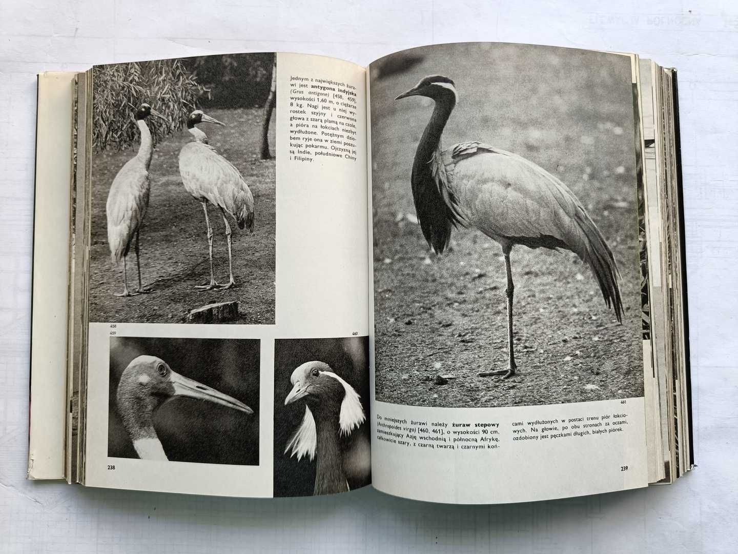Wielki Atlas Zwierząt, Ptaków, Ryb, Roślin i Owadów - 5 tomów