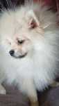 Szpic miniaturowy Pomeranian suczka