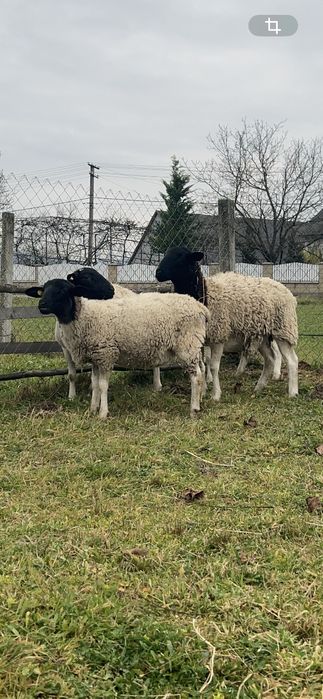 Продаю молодняк овець.100% породи Дорпер