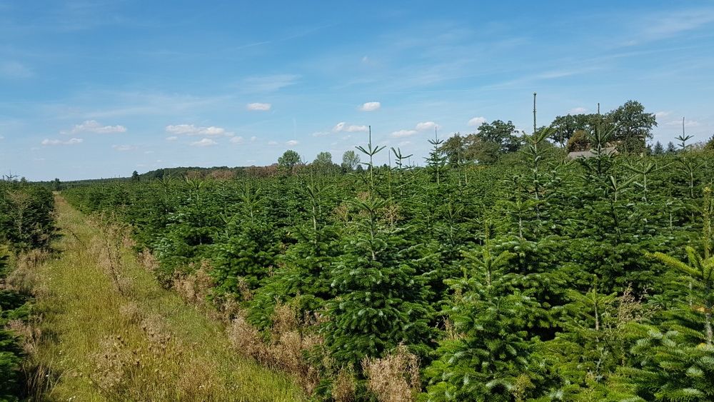Choinki, jodła kaukaska, świerk srebrny, Cięte i w donicach