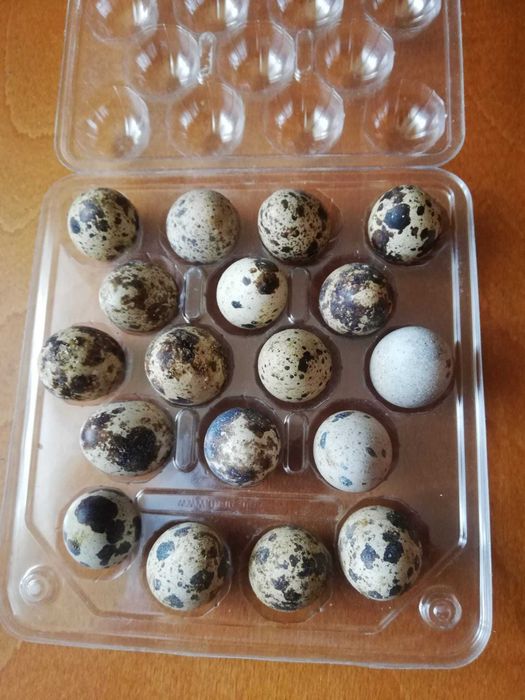 Jajka przepiórcze konsumpcyjne, świeże zdrowe. Dostępne od ręki