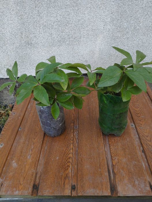 Морозники  чемерники