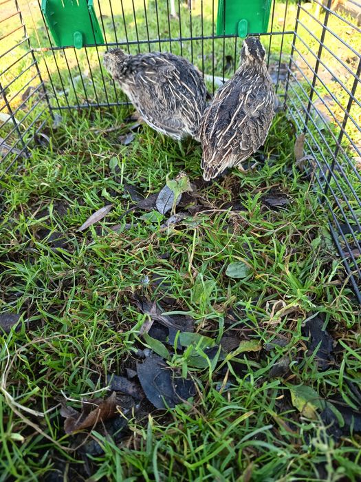 Przepiórki japońskie