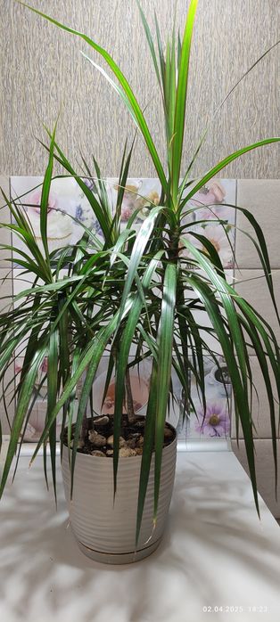 Драцена  в горшику