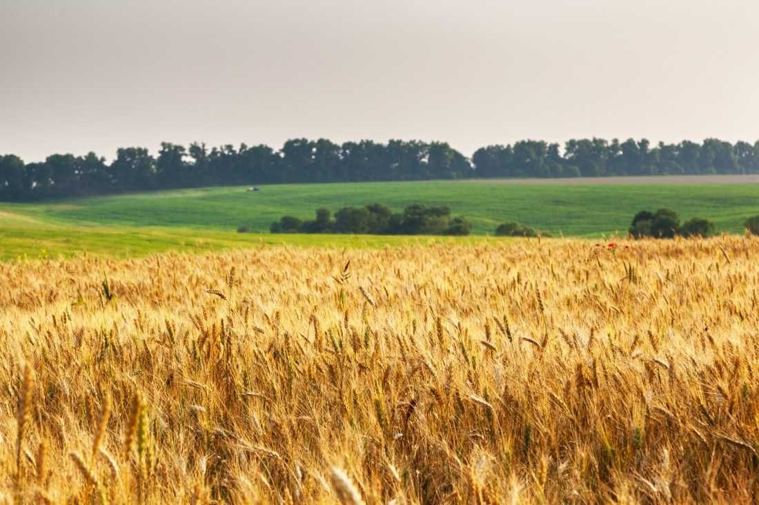 Działka Rolna Nieruchomość Zabudowana Gmina Kamień Pomorski