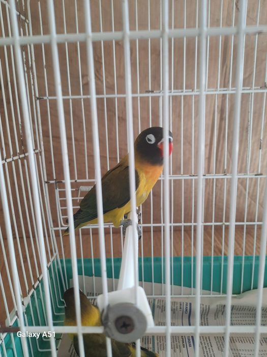 Agapornis Personata 2025 mais gaiola