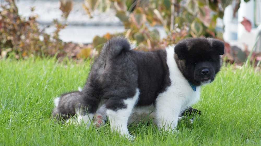 Akita Amerykanska FCI