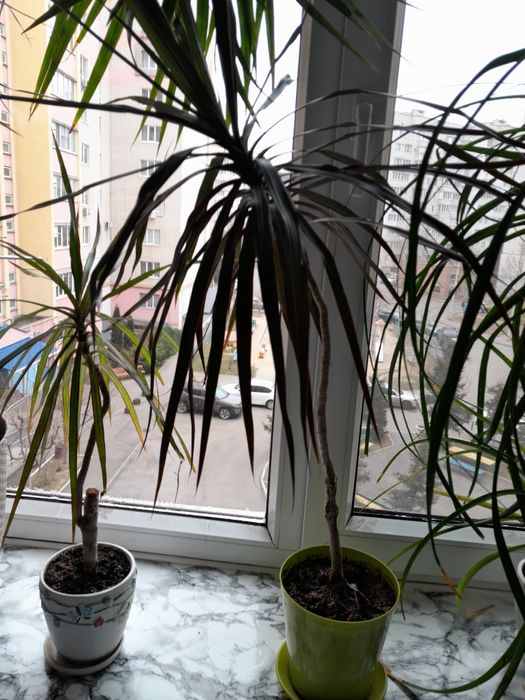 Драцена, 80 см від горшка