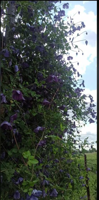 Клематис лавандово синій