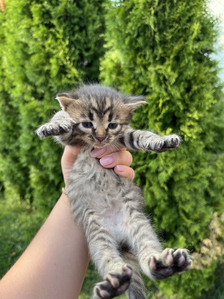 Віддам кошенятка