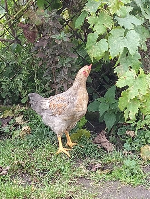 Продам домашніх молоденьких півників