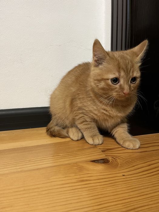 Віддаю кішку у люблячі руки