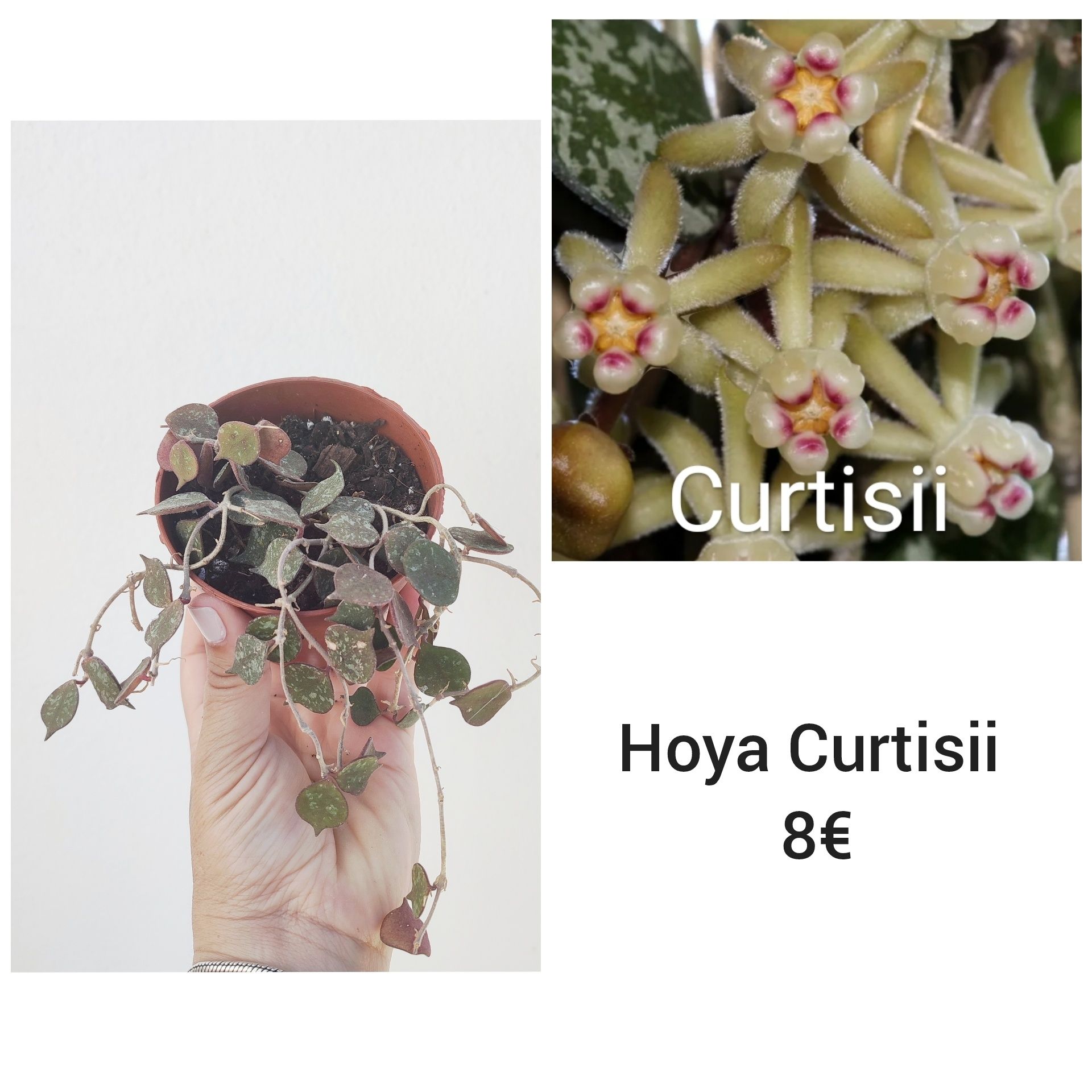 Hoya Curtisii - flor de Cera
