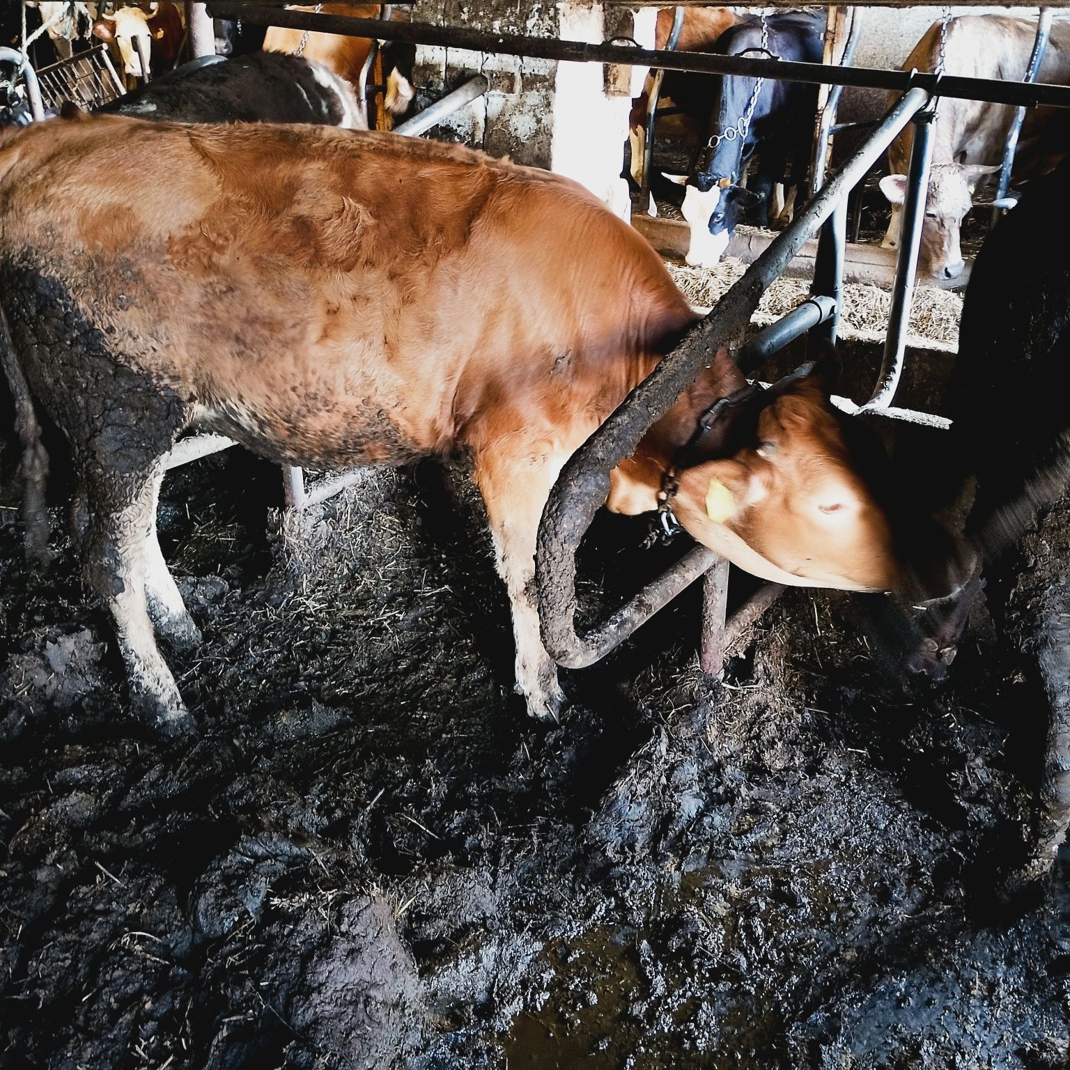 Byczek limuze i jalóweczka do chowu grubej budowy