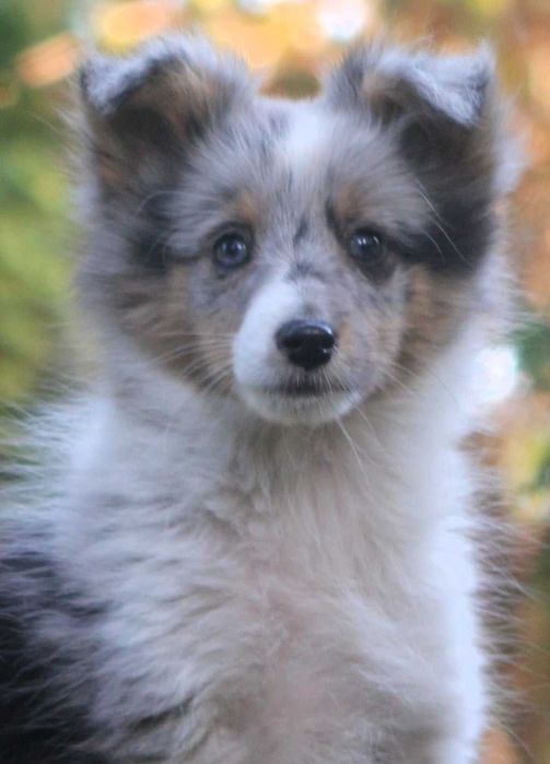 Owczarek szetlandzki sheltie słodki piesek blue merle