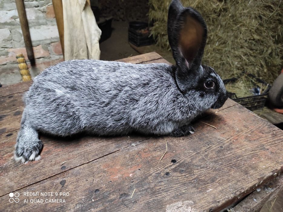 Кролі Полтавське срібло
