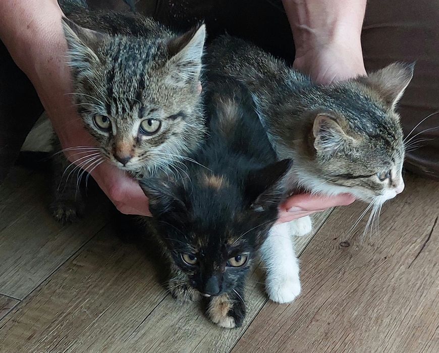 Oddam w dobre ręce 3 małe koty