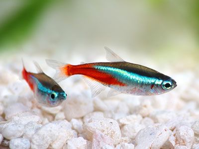 Neon Innesa XL, Sklep akwarystyczno-zoologiczny AKWAREKS