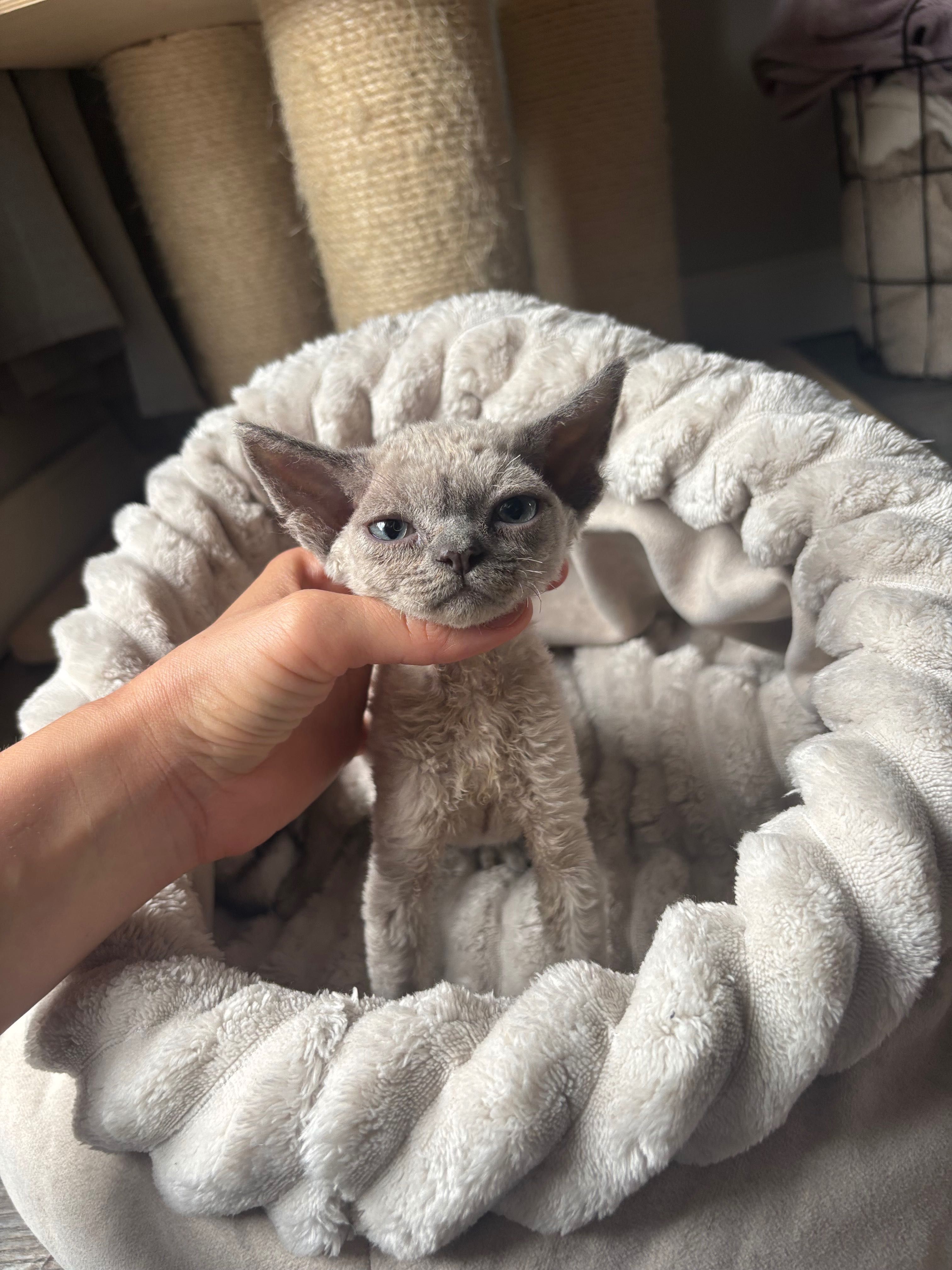 Devon rex Terra amoris