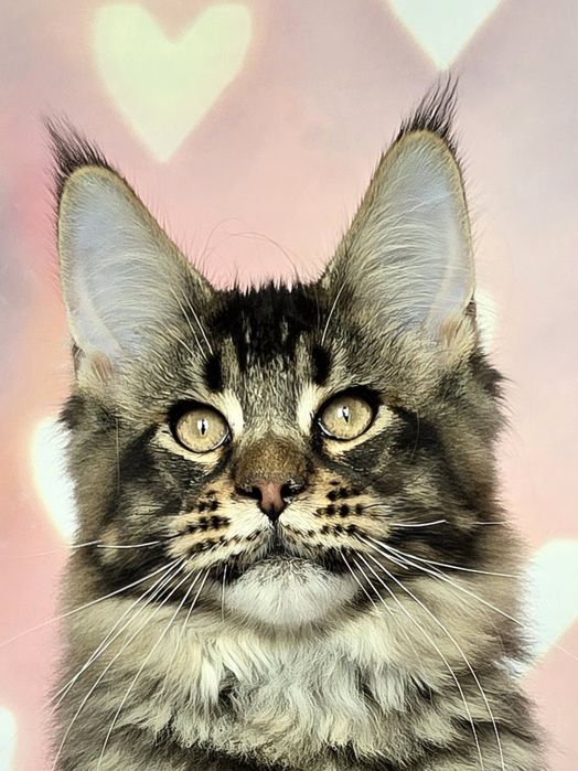 Котёнок мейн-куна мальчик