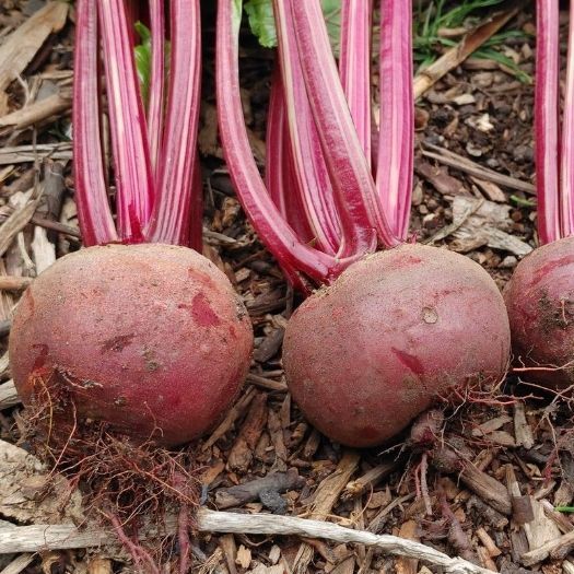 na taśmie Burak ćwikłowy CZERWONA KULA 2 - 6 m taśmy (Beta vulgaris L)