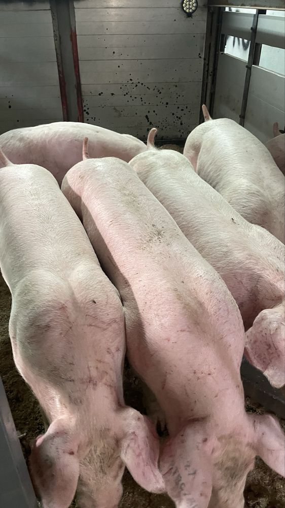 Porcos 30 kg machos e femeas