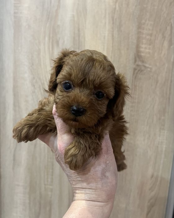 Мальтипу мини девочка ,резервируем мальтипу