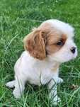 Suczka Cavalier King Charles Spaniel z rodowodem