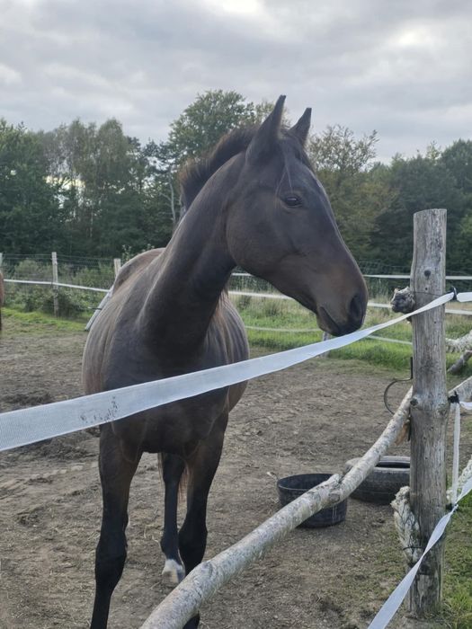 Ogier 2,5 roku zangershide