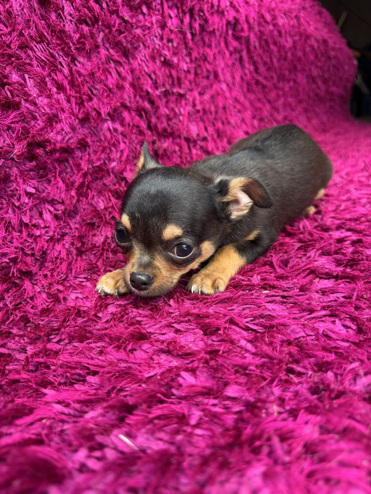 Piesek chihuahua