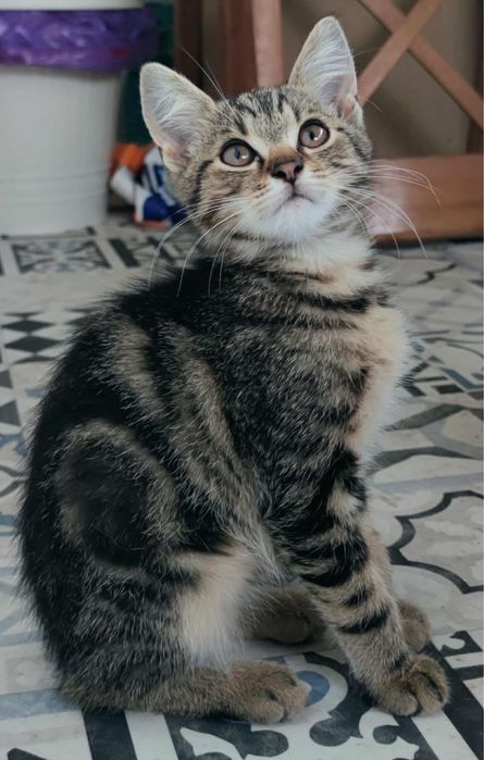 Kot “bengalski” - Benio