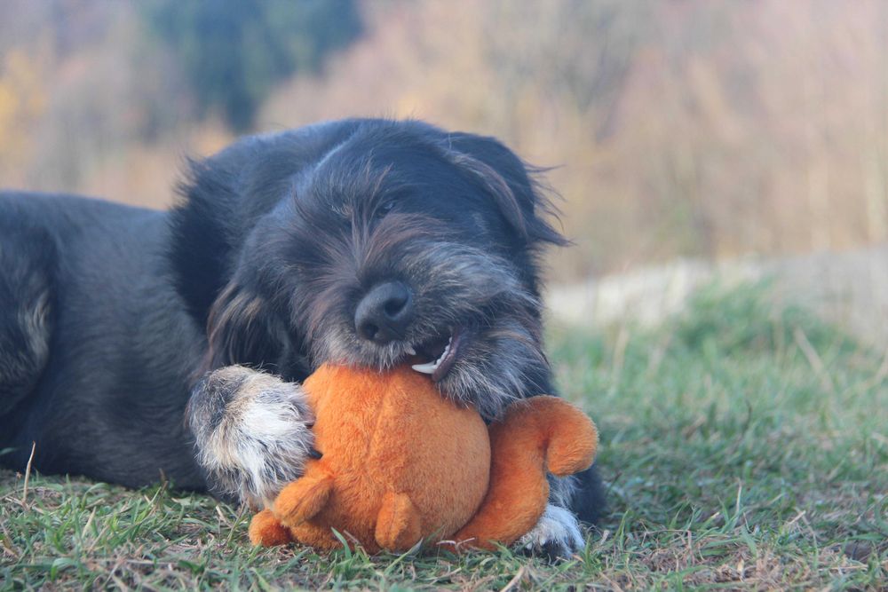 Nepal szuka domu, wspaniały, mądry szczeniak