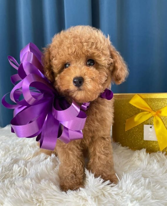 Красуня неймовірна дівчинка той пудель